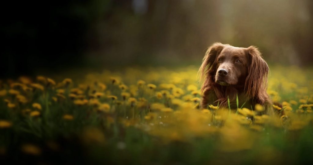 que hacer cuando muerte una mascota
