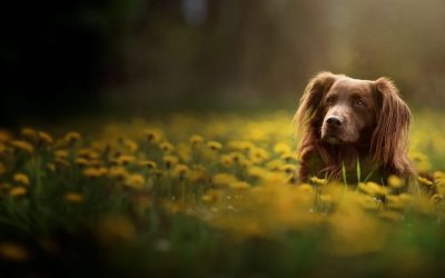 ¿Qué hacer cuando muere una mascota? Guía práctica