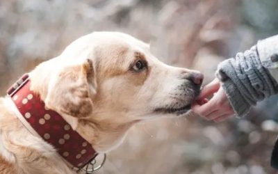 Crematorio de mascotas en Barcelona: una despedida con respeto y amor