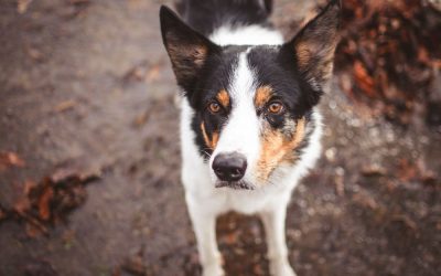 Tanatorio de mascotas en Barcelona: qué es y qué servicios ofrece