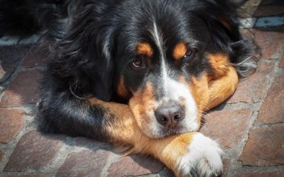 ¿Cómo consolar a alguien que ha perdido a su mascota?