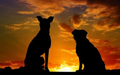 Adiós, mascota: cómo despedirse de manera íntima