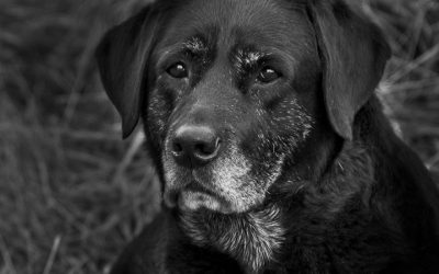 Eutanasia en mascotas: qué pasa después y cómo organizar la despedida